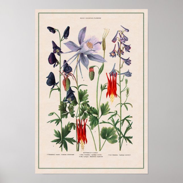 Affiche Fleurs sauvages des Rocheuses (Devant)