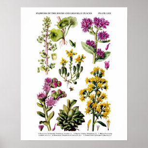 Affiche Fleurs sauvages en anglais no 12 Illustration bota