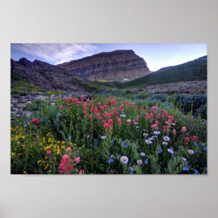 Affiche Fleurs sauvages en High Mountain Meadow - Utah
