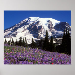 Affiche fleurs sauvages estivales au pied du mont Rainier,