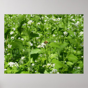 Affiche Fleurs sauvages et une abeille