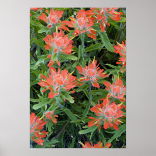 Affiche fleurs sauvages indiens en pinceau dans les nombre