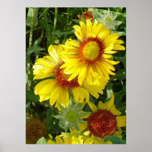 Affiche Fleurs sauvages jaunes Gaillardia F6
