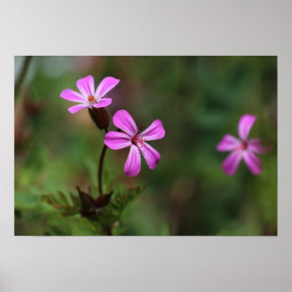 Affiche Fleurs sauvages minuscules roses d'Herb Robert