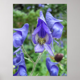 Affiche Fleurs sauvages pourpres de Monkshood