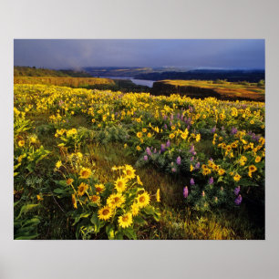 Affiche Fleurs sauvages printanières en abondance au Tom