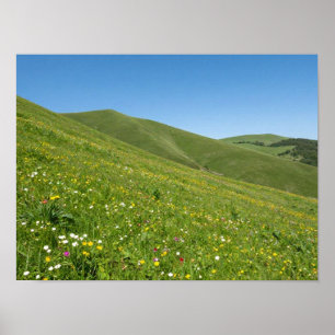 Affiche Fleurs sauvages printanières vibrantes recouvrant 