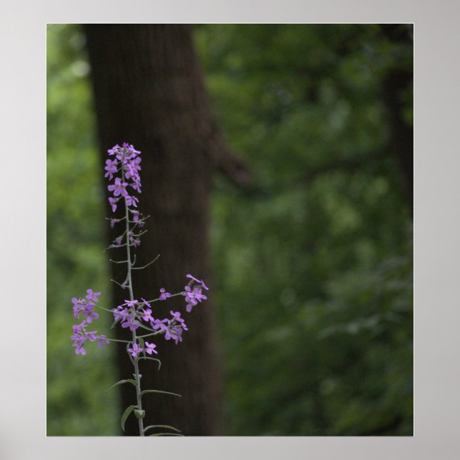 Affiche Fleurs sauvages violets (Devant)