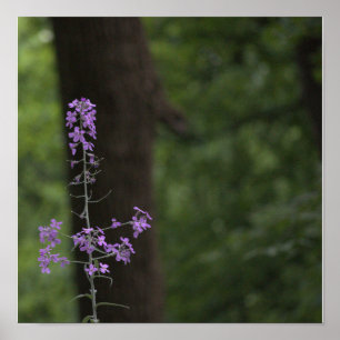 Affiche Fleurs sauvages violettes