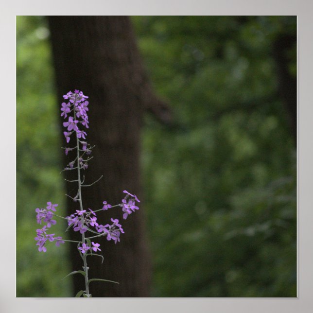 Affiche Fleurs sauvages violettes  (Devant)