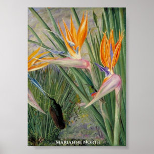 Affiche Fleurs Strelitzia et Oiseaux de sucre Marianne Nor