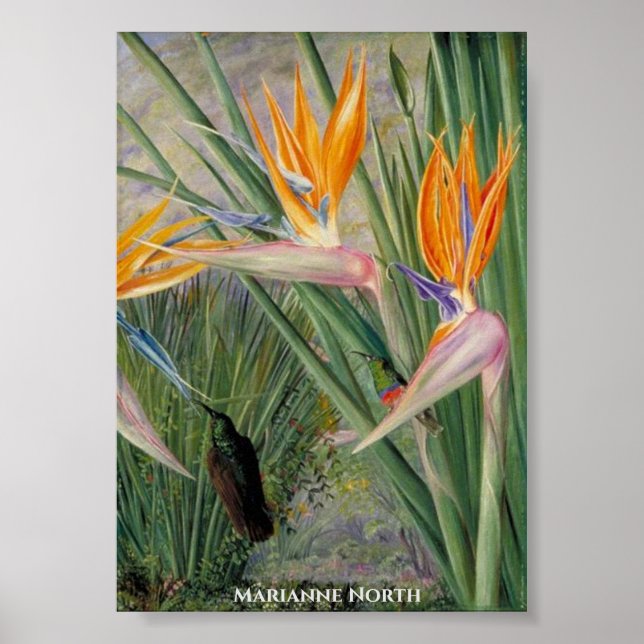 Affiche Fleurs Strelitzia et Oiseaux de sucre Marianne Nor (Devant)