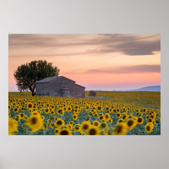 Affiche Fleurs | Sunflower Field Provence, France (Devant)