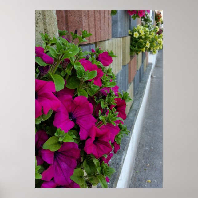 Affiche fleurs sur le trottoir (Devant)