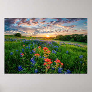 Affiche Fleurs   Texas Bluebonnets & Indian Paintbrush