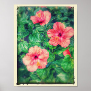 Affiche Fleurs tropicales de ketmie de style vintage