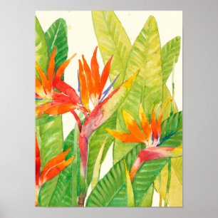 Affiche Fleurs tropicales   Oiseau du paradis