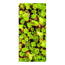 Fleurs vertes Succulentes