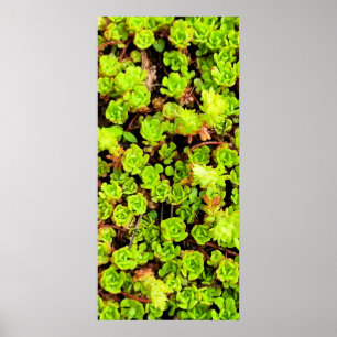 Affiche Fleurs vertes Succulentes