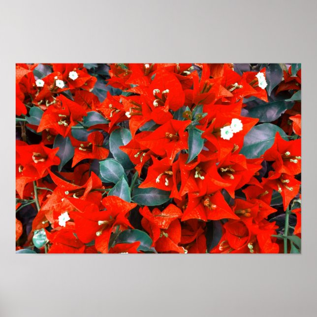 Affiche Fleurs vibrantes de bougainvillée rouge (Devant)