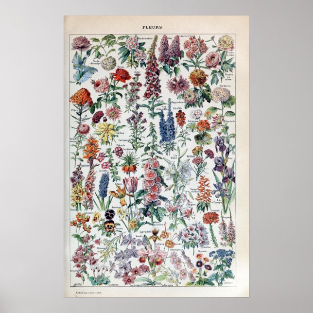 Affiche Fleurs vintages de Millot Adolphe (Devant)