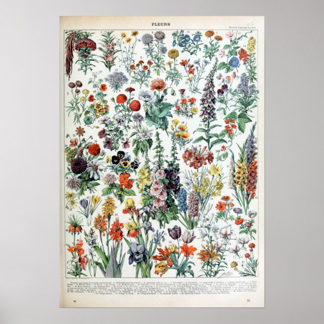 Affiche Fleurs vintages de Millot Adolphe (Devant)