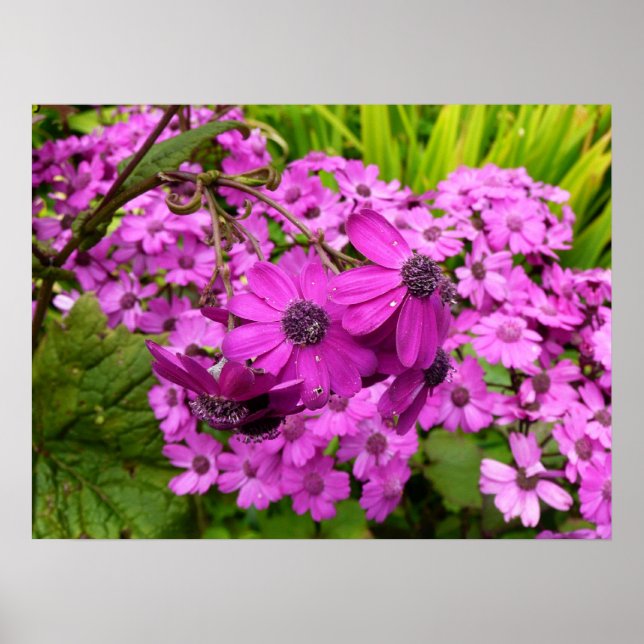 Affiche Fleurs violettes de San Francisco (Devant)