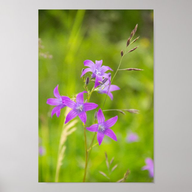 Affiche Fleurs violettes délicates dans le champ (Devant)