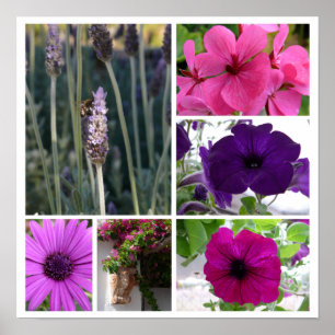 Affiche Fleurs violettes et roses