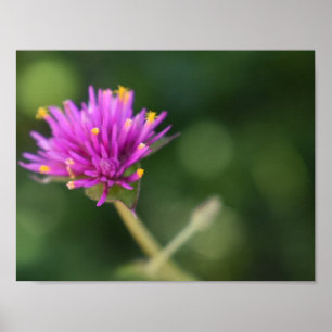 Affiche Fleurs violettes Été Nature Photographie Florale