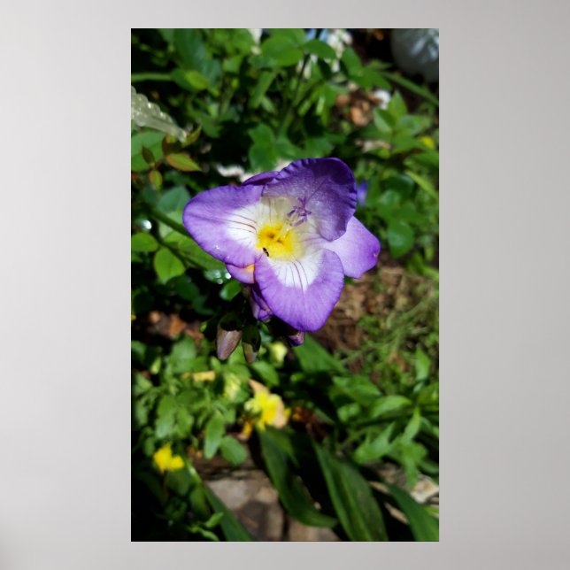 Affiche Fleurs violettes Freesia (Devant)