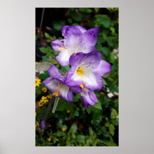 Affiche Fleurs violettes Freesia