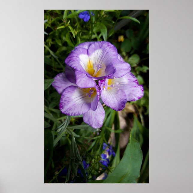 Affiche Fleurs violettes Freesia (Devant)