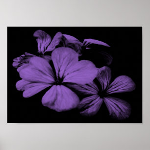 Affiche Fleurs violettes Imprimer