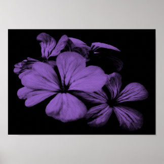 Affiche Fleurs violettes Imprimer