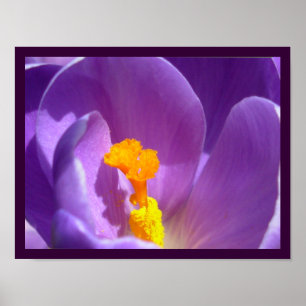 Affiche Fleurs violettes Imprimer Décor d'affiche Crocus b