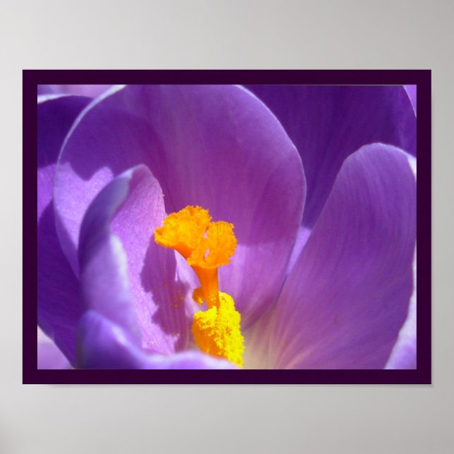 Affiche Fleurs violettes Imprimer Décor d'affiche Crocus b (Devant)
