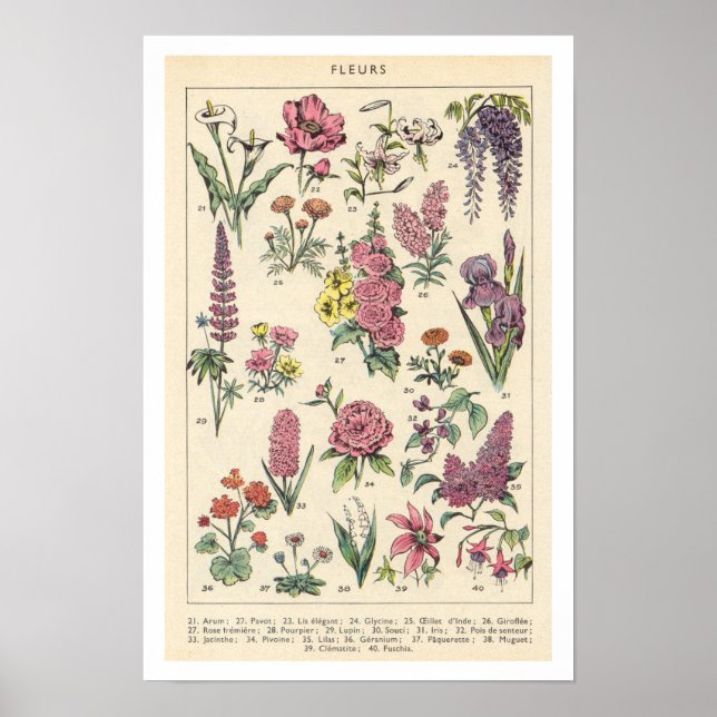 Affiche Fleurs Violettes Vintage (Devant)