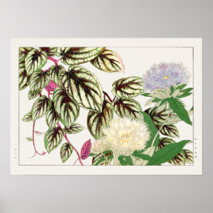 Affiche Fleurs Vitus et Stokesia de Tanigami Konan,