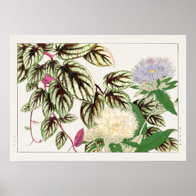 Affiche Fleurs Vitus et Stokesia de Tanigami Konan, (Devant)