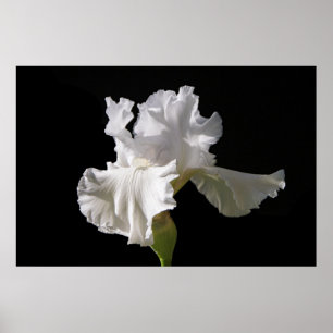 Affiche Fleurs   White Iris