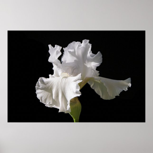 Affiche Fleurs | White Iris (Devant)