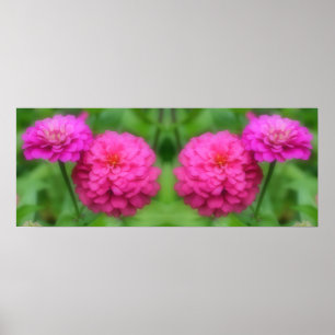 Affiche Fleurs Zinnia rose miroir Abstrait