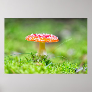 Affiche Fliegenpilz