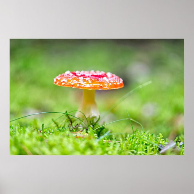 Affiche Fliegenpilz (Devant)