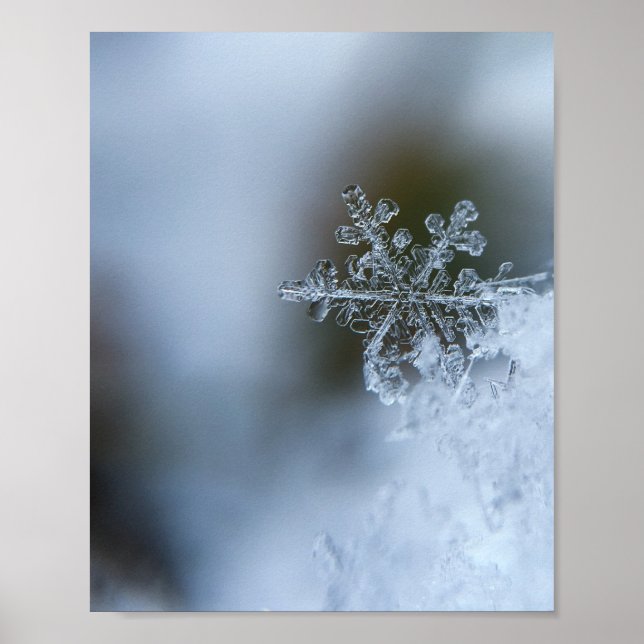 Affiche Flocon de neige Icy (Devant)