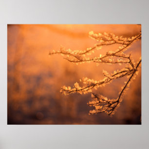 Affiche Flocons de givre avec le lever du soleil du matin