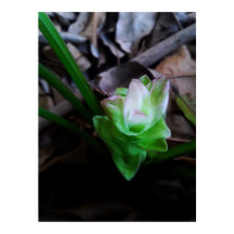 flor de açafrão da terra