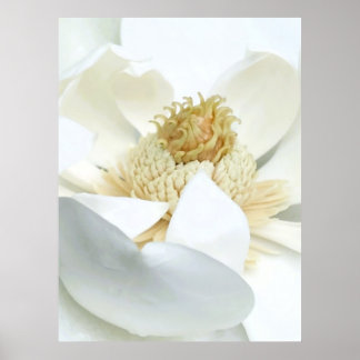 Affiche Floraison de magnolia