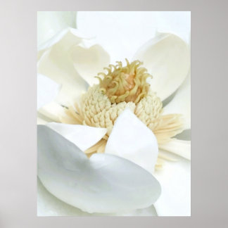 Affiche Floraison de magnolia